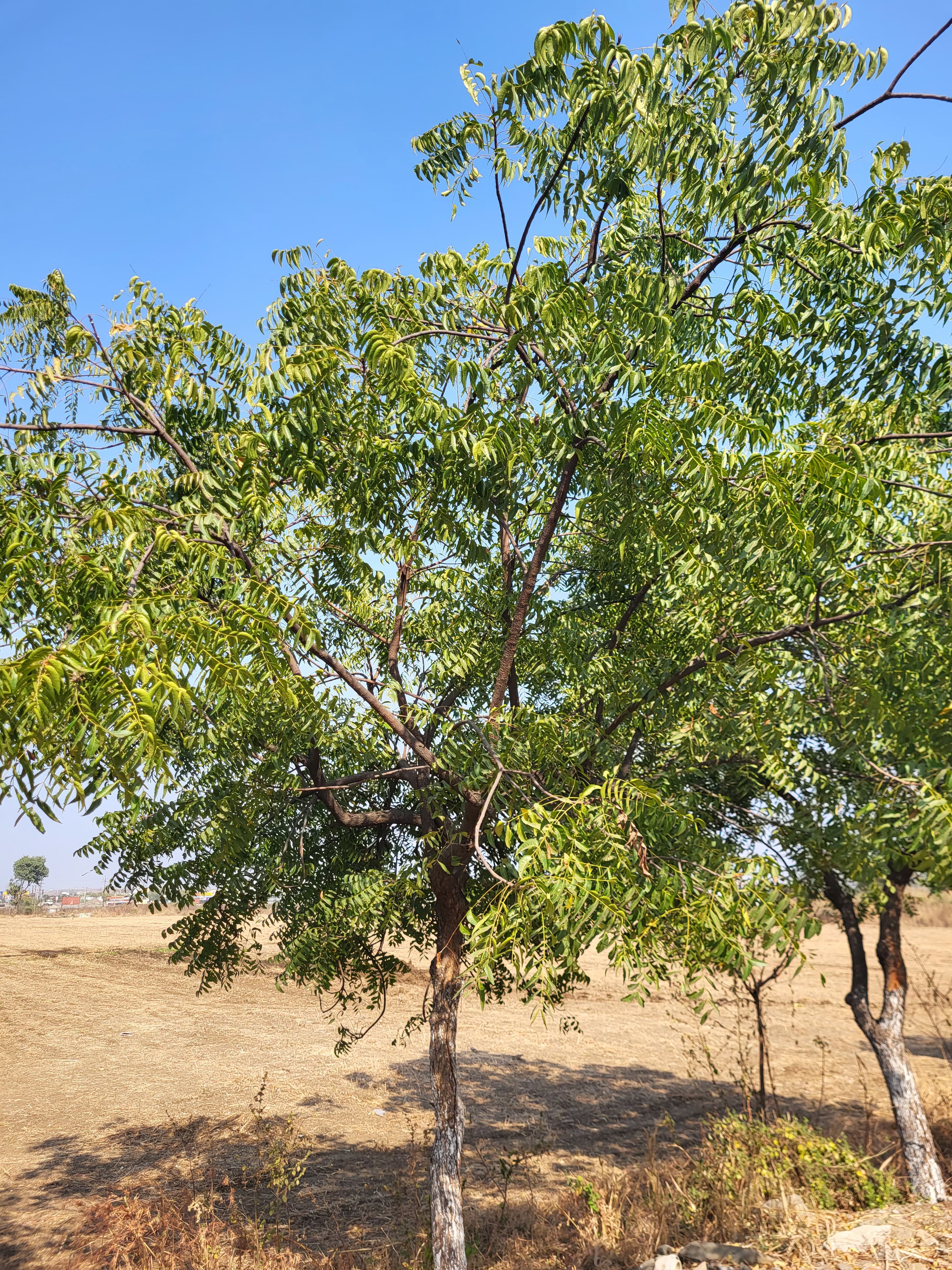 Mango Tree